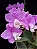 Cattleya Loddigesii (Flamea x Redonda) - 2 UNIDADES *ATACADO* - Imagem 2