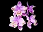 Cattleya Loddigesii (Flamea x Redonda) - 2 UNIDADES *ATACADO* - Imagem 1