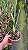 Laelia Rupestris - Adulta - Imagem 2