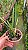 Laelia Rupestris - 2 UNIDADES *ATACADO* - Imagem 2