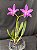Laelia Rupestris - 2 UNIDADES *ATACADO* - Imagem 1