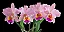 Blc. George King 'Serendipity' - *2 UNIDADES - ATACADO* - Imagem 1