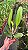 Blc. George King 'Serendipity' - *2 UNIDADES - ATACADO* - Imagem 2