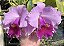 Cattleya Irene Finney ‘Spring Bounty’ AM/AOS - *2 UNIDADES - ATACADO* - Imagem 1