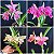 Blc. (Maikai Mayumi x Amazing Thailand) - Adulta (3368 - Sementeira) - Imagem 1