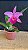 Blc. (Maikai Mayumi x Tiago Suzuki 'Sunlight') - (3369 - Sementeira) - Imagem 2