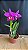 Blc. (Maikai Mayumi x Tiago Suzuki 'Sunlight') - (3369 - Sementeira) - Imagem 1