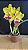 Blc. Candelario Garcia 'Amarela' - 2 UNIDADES *ATACADO* - Imagem 1