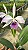 Lc. C. G. Roebling 'Coerulea' - Adulta - Imagem 1