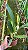 Lc. C. G. Roebling 'Coerulea' - Adulta - Imagem 2