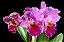 Cattleya Drumbeat 'Triumph' AM/AOS - Adulta - Imagem 1
