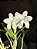 Cattleya Loddigesii Alba - Adulta - Imagem 1