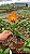 Cattleya Loog Tone 'Orange' - Adulta - Imagem 1