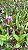 Bc. (Pastoral 'Innocence' x Larissa) - Adulta - Imagem 3