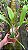 Bc. (Pastoral 'Innocence' x Larissa) - Adulta - Imagem 2