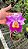 Bc. (Pastoral 'Innocence' x Larissa) - *2 UNIDADES - ATACADO* - Imagem 1
