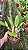 Cattleya Burdekin Bride - *2 UNIDADES - ATACADO* - Imagem 3