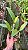 Cattleya Burdekin Bride - *2 UNIDADES - ATACADO* - Imagem 2