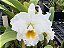 Cattleya Burdekin Bride - *2 UNIDADES - ATACADO* - Imagem 1