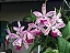 Cattleya Tropical Pointer 'Cheetah' - *2 UNIDADES - ATACADO* - Imagem 1