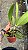 Blc. Dora Louise Capen 'Lea' 2 - Vegetal - Imagem 2