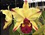 Blc. Dora Louise Capen 'Lea' 3 - Vegetal - Imagem 1