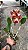 Cattleya (Royal Cognac x Rustic Spots) - 3 Flores Abertas - Imagem 1