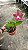 Blc. Durigan 'Crater' - Florida - Imagem 1
