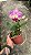 Cattleya (Loddigesii x Tropical Sunset) - Florida + Frente com Botao - Imagem 1
