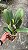 Blc. Beatriz Kunning 1 - 3 Espatas Florais + Vaso Cheio - Imagem 2