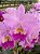 Blc. Beatriz Kunning 1 - 3 Espatas Florais + Vaso Cheio - Imagem 1