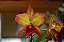 Blc. Suzuki's Red Flare 'Nagase' 2 - 3 Espatas Florais - Imagem 1