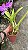 Cattleya Portia Tipo - Vaso 10 - Imagem 2