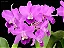 Cattleya Portia Tipo - Vaso 10 - Imagem 1