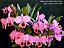Cattleya Percivaliana Carla Porto - 2 Frentes Floridas - Imagem 1