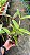 Cattleya Marie Haga 'Freckles' - Vegetal - Imagem 2