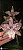 Cattleya Marie Haga 'Freckles' - Vegetal - Imagem 1