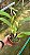 Cattleya Trianae Concolor 'Orion' 3 - Frente Florida + Espata Floral - Imagem 2