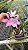 Bc. (Pastoral 'Innocence' x Maikai Mayumi) - 2 Frentes Floridas - Imagem 1