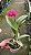 Blc. Burdekin 'Fireball' 1 - Vegetal - Imagem 2