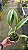 Blc. Burdekin 'Fireball' 2 - Vegetal - Imagem 2