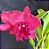 Blc. Burdekin 'Fireball' 2 - Vegetal - Imagem 1