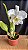 Cattleya Francis T. C. Au - Florida - Imagem 1