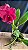 Blc. (Siam 'Red' x Ahchung Ruby) - Florida - Imagem 1