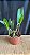 Pot. (Haw Yuan Glory x Golden Acclain 1 - Imagem 2