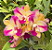 Pot. (Haw Yuan Glory x Golden Acclain 1 - Imagem 1