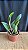 Pot. (Haw Yuan Glory x Golden Acclain 2 - Imagem 2