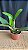 Pot. (Haw Yuan Glory x Golden Acclain 3 - Imagem 2