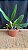 Pot. (Haw Yuan Glory x Golden Acclain 4 - Imagem 2