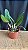 Pot. (Haw Yuan Glory x Golden Acclain 6 - Imagem 2